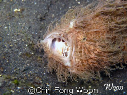 Photo taken in Lembeh. The hairy frogfish was yawning aft... by Chin Fong Woon 